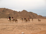 Egypte woestijn en kamelen